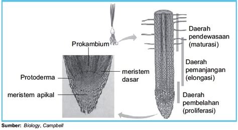 Struktur dan Fungsi Jaringan Meristem Primer pada Tumbuhan