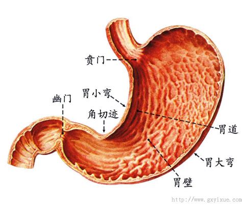 胃 - 解剖生理学网络课程