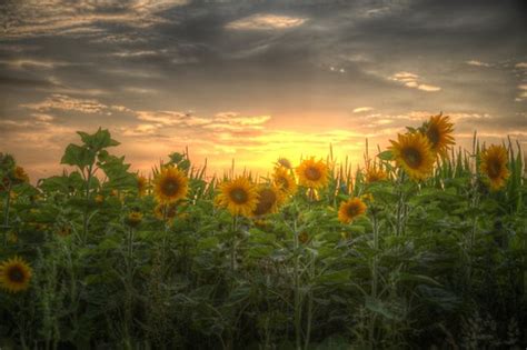 Smiling faces | When I saw these sunflowers in the fields of… | Flickr
