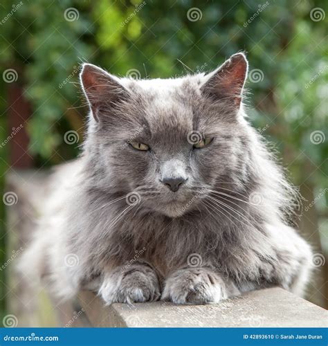 Old Long-Haired Grey Cat with Yellow Eyes on Railing Stock Photo - Image of outdoor ...