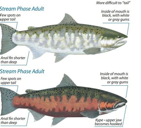 Coho Salmon Identification