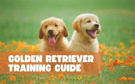 The Golden Retriever Training Guide: How to Train Your Puppy