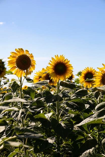 Premium Photo | Sunflower field landscape close up