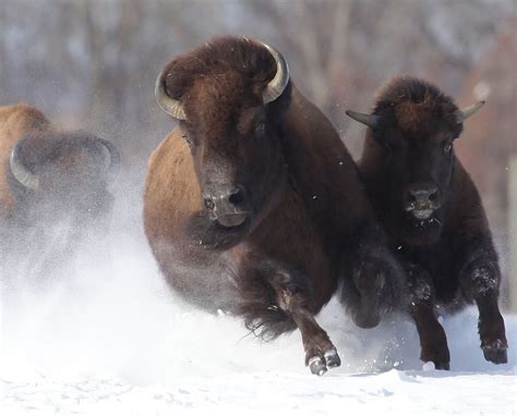 Photos: Amazing shots of bison charging through Hadley snow - masslive.com