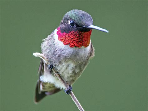 Ruby-throated Hummingbird | Celebrate Urban Birds