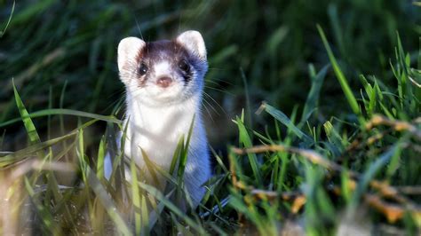 Stoat (Winter Coat) | Ian Knappett | Flickr