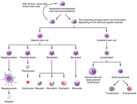 Production of the Formed Elements · Anatomy and Physiology