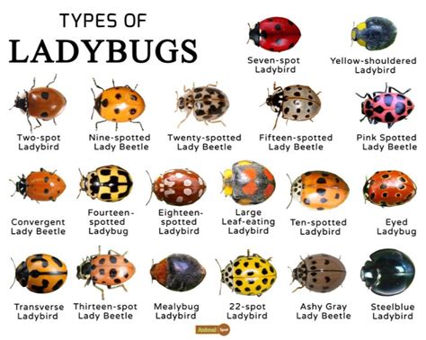 Ladybugs : r/Interesting_Shit