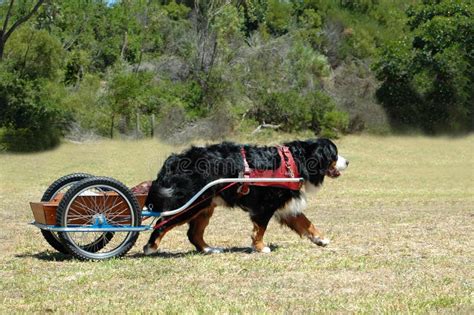 Bernese Mountain Dog Carting Stock Photo - Image of carnivore, competitions: 1955300