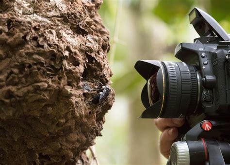 World's biggest bee spotted alive for the first time in decades | CBC News