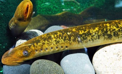 Sea Lamprey – Profile and Resources | Invasive Species Centre