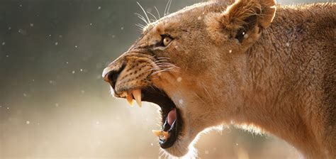 To Hear the Lion Roar | To Hear the Lion Roar