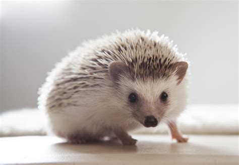 Expecto Patronum! Patronus Spotlight: Hedgehog | ZFK Blog