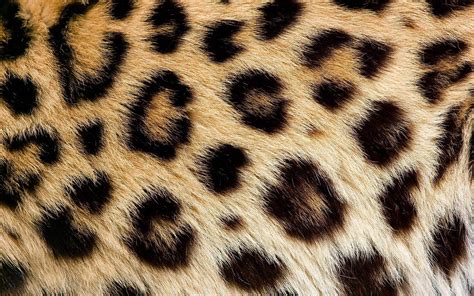 Leopard Print 1920X1200