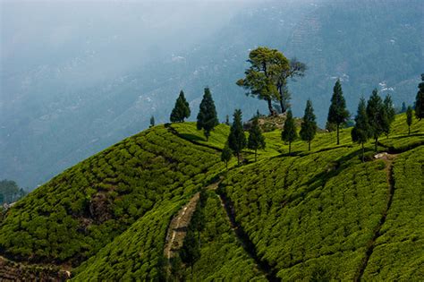 Happy Valley Tea Estate - Darjeeling Tea Garden - Ambootia Group