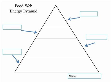 50 Ecological Pyramids Worksheet Answer Key