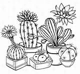 Cactus Coloring Pages To Print sketch template