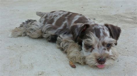 Chocolate Merle Miniature Schnauzer puppy. | Schnauzer, Schnauzer puppy ...