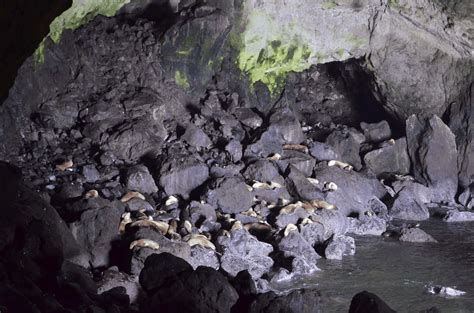 Is it Worth Seeing the Sea Lion Caves in Florence, Oregon?