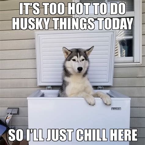 Best Husky Jokes, Puns, and Memes!