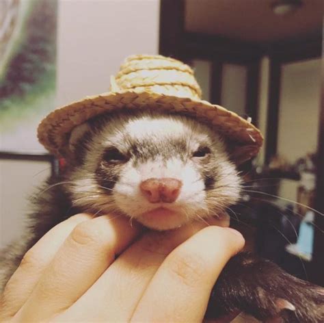 Best Ferret Halloween Costumes – The Modern Ferret