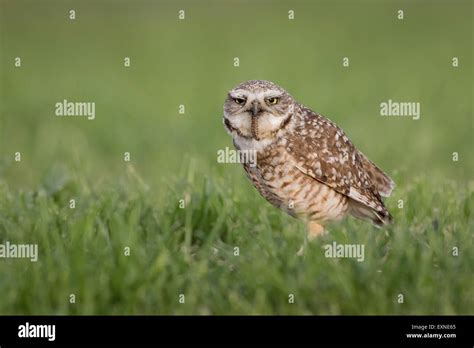 Burrowing owl with prey Stock Photo - Alamy