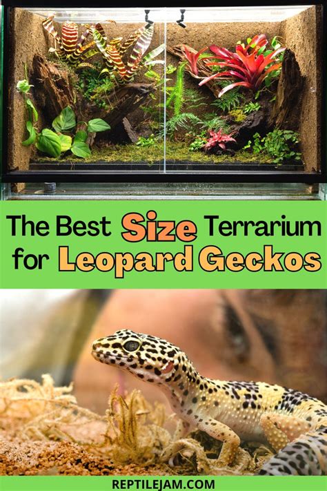 Best Sized Tank for Your Leopard Gecko | Leopard gecko, Gecko, Leopard gecko habitat