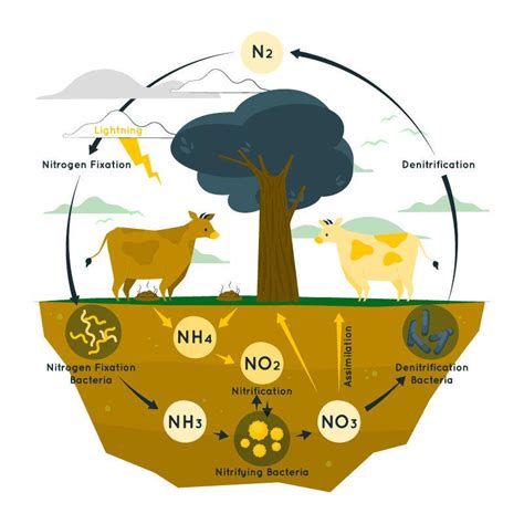 Ammonification - Definition, Stages, Examples and FAQs - GeeksforGeeks