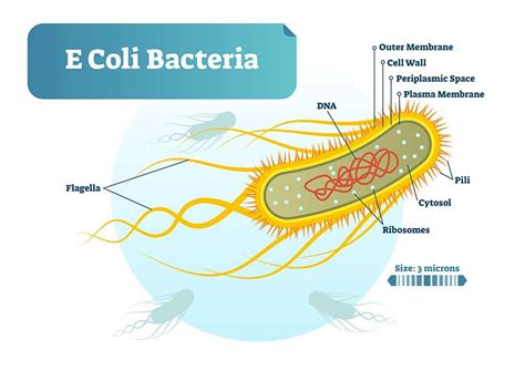 E. coli Symptoms; 14 Warning Signs & Symptoms of E. coli - Healthella