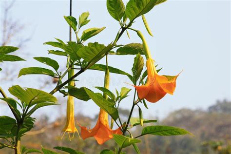 Datura stramonium stock image. Image of province, weed - 51429821