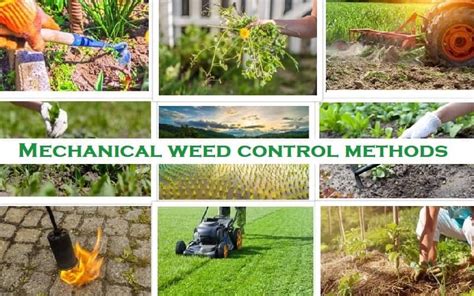 8 Best Mechanical weed control methods with Merits Demerits - Basic Agricultural Study