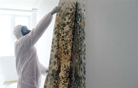 Mold Remediation: How to Get Rid of Mold | Big Red Singapore