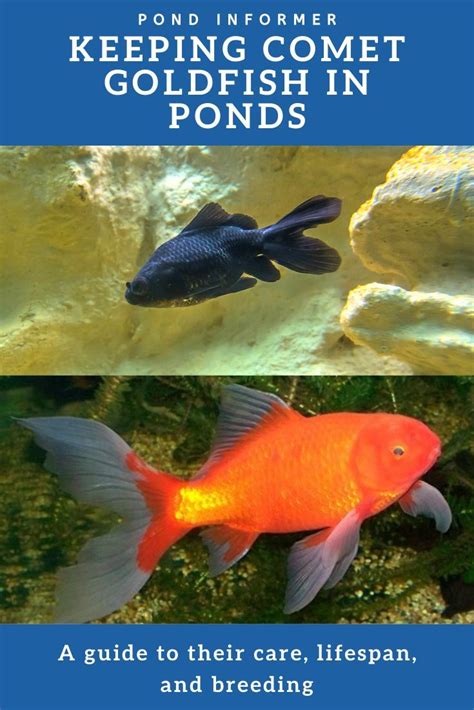 Comet Goldfish Pond Facts, Care, Lifespan & Breeding (Updated ...