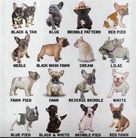 Average French Bulldog Size Chart