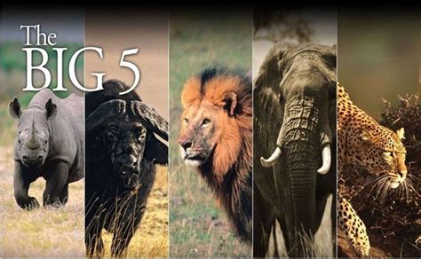 Big Five Safari – Get Close To See Africa's Big Five Safari Animals ...