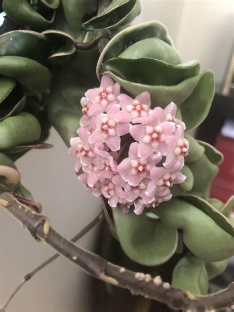 Blooming Hoya! : r/plants