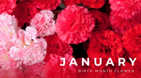 January Birth Flower: Carnations - Bloomin' Blog