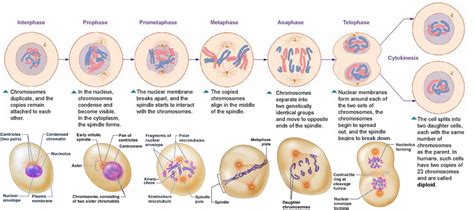 Meiosis | Mitosis, Cell cycle, Nuclear membrane