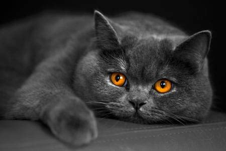 Amber Eyes - Cats & Animals Background Wallpapers on Desktop Nexus ...