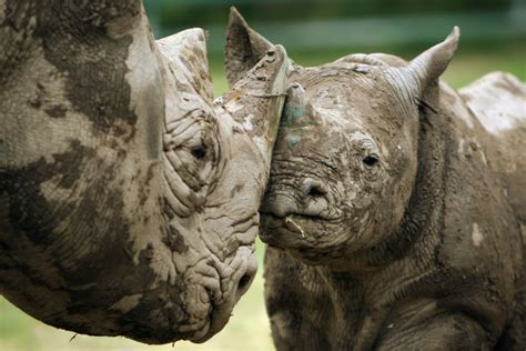 Conservation group aims to reintroduce ‘critically endangered’ black rhino to Chad - National ...