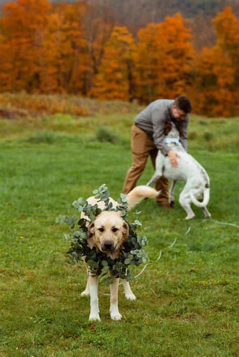 Peak Fall Foliage Elopement in Killington, Vermont — MoHo Photo