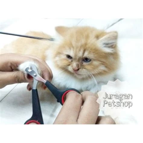 Jual Gunting Kuku Kucing/Anjing Tipe SMALL| Gunting Kuku Hewan Tipe S MIX WARNA | Shopee Indonesia