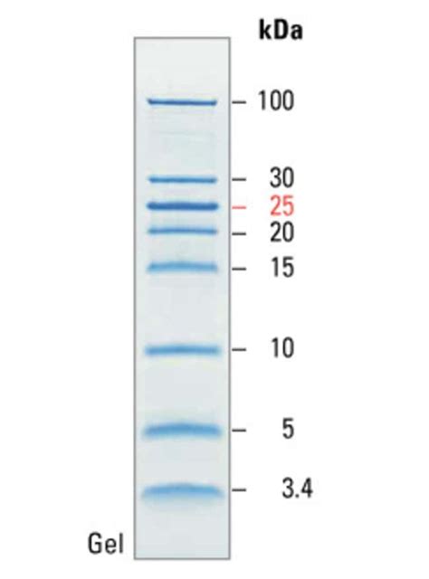 PageRuler™ 低分子量未染色蛋白分子量标准
