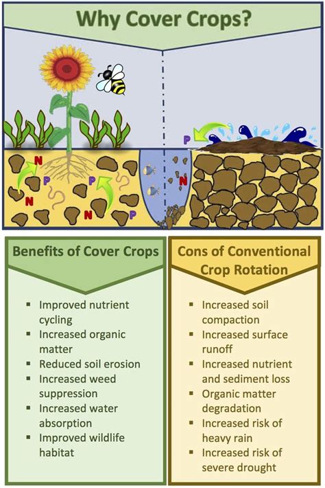 an info sheet describing the benefits of cover crops