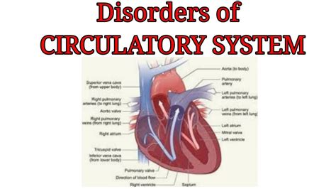 Disorders of Circulatory system: various diseases and their properties - YouTube