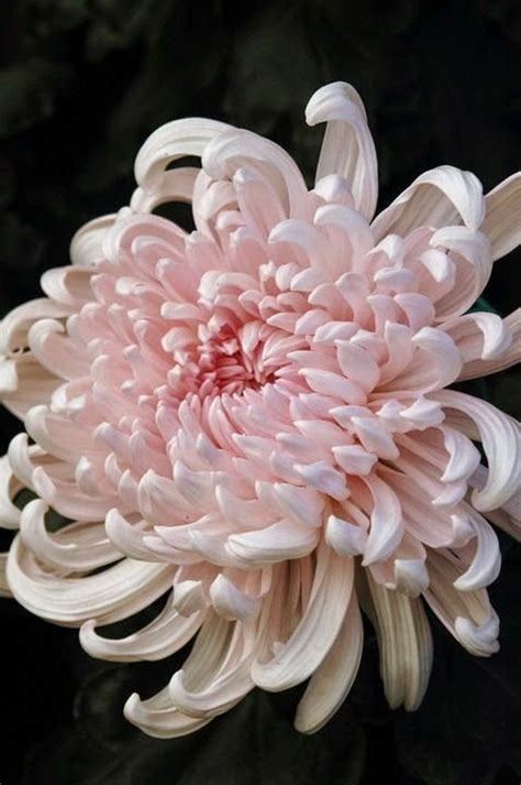 flowersgardenlove: “Japanese Chrysanthem Beautiful gorgeous pretty flowers ” | Pretty flowers ...