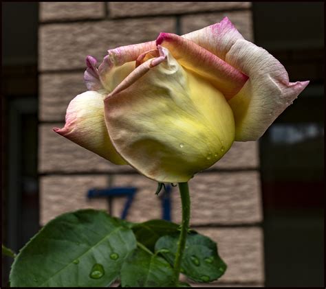 Peace rose opening soon-1= | Peace rose opening soon | Flickr