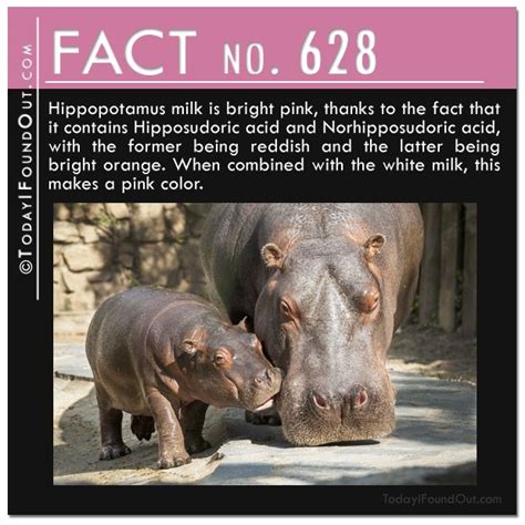 Hippo milk is bright pink, thanks to the fact that it contains ...