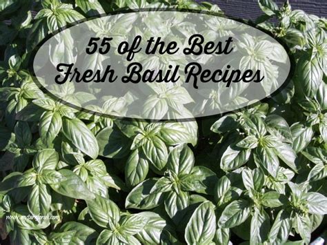 55 of the Best Fresh Sweet Basil Recipes - My Turn for Us