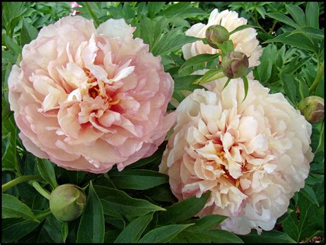 SCRUMDIDDLYUMPTIOUS ITOH PEONY – Hinsdale Nurseries